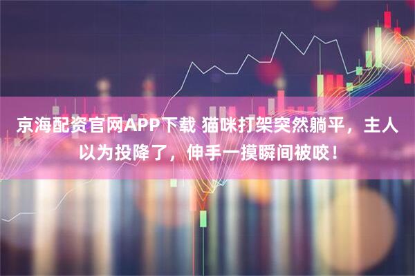 京海配资官网APP下载 猫咪打架突然躺平，主人以为投降了，伸手一摸瞬间被咬！